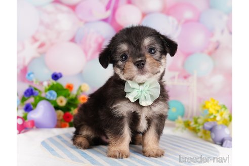 成約済の東京都のミックス犬-329920の5枚目
